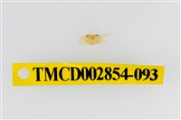 藏品(細足澤蟹)的圖片